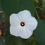 Ipomoea obscura Λουλούδι