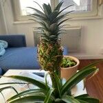 Ananas comosusᱡᱚ