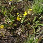 Ranunculus alismifolius Habit