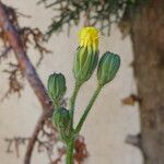 Crepis sancta Λουλούδι