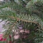 Abies alba Leaf