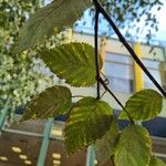 Betula utilis Folha