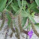 Verbena rigida Fruct