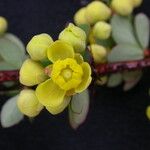 Berberis virescens