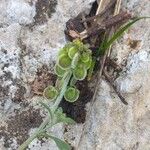 Clypeola jonthlaspi Fruit