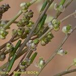 Triglochin laxiflora Anders