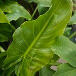 Zantedeschia aethiopica Leaf