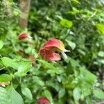 Justicia brandegeeana Flor