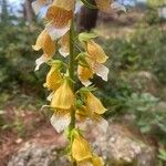 Digitalis laevigata Flower