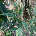 Solanum bonariense Leaf