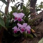 Cattleya trianae फूल