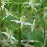 Platanthera bifolia 花