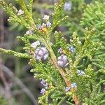 Juniperus phoenicea Fruit