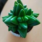 Crassula capitella पत्ता