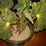 Begonia heracleifolia List