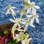 Ornithogalum balansae Flower