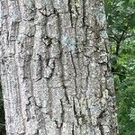 Quercus montana Corteza