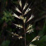 Helictochloa albinervis Flower