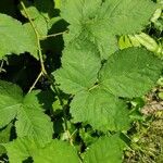 Rubus ulmifolius Blad