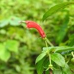 Centropogon cornutus Flower