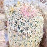 Echinocereus pectinatus Blatt