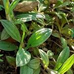 Tuberaria lignosa Blatt