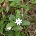 Lysimachia europaea Blomst