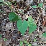 Ipomoea pandurata Hoja