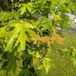 Acer saccharinum Blatt