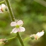 Circaea lutetianaফুল