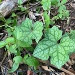 Luffa aegyptiaca Leaf