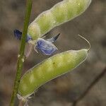 Lupinus meionanthus ᱡᱚ