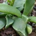 Rhombophyllum rhomboideum Hoja