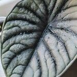 Alocasia baginda Лист