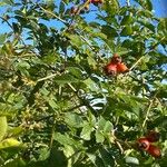 Rosa dumalis Fruit