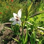 Gladiolus murielae Flower