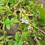 Erodium moschatumFlower