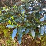 Laurus novocanariensis Лист