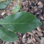 Juanulloa mexicana Hoja