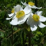 Anemone narcissiflora Çiçek