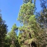 Pinus canariensis Leaf