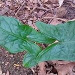 Arum cylindraceum Blad