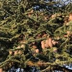 Cedrus libani Blad