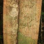 Tachigali richardiana Corteza