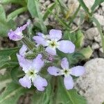 Matthiola tricuspidata 花