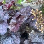 Heuchera sanguineaপাতা