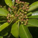 Zanthoxylum schreberi Vrucht