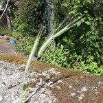 Hordeum bulbosum Ffrwyth