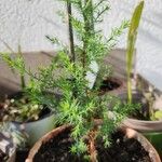 Juniperus chinensis Folha