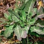 Brassica insularis Habit